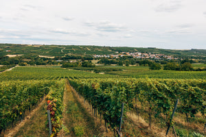 Image of a winery to be protected from fire damage using the FireBozz wildfire protection system